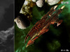 eve