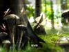 eve