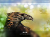 eve